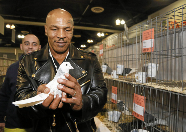 Mike Tyson và sợi dây liên kết khó tin với những chú chim bồ câu: Là mối tình đầu, là cứu cánh trong giai đoạn tăm tối mà chỉ muốn giết người - Ảnh 1.