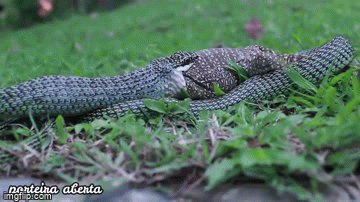 Video: Thằn lằn bỏ mạng trong hàm của rắn hổ mang chúa màu xanh cực hiếm - Ảnh 3.