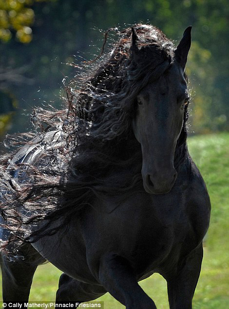 Gặp gỡ ngựa tóc dài đẹp trai lãng tử nhất thế giới - Ảnh 1.