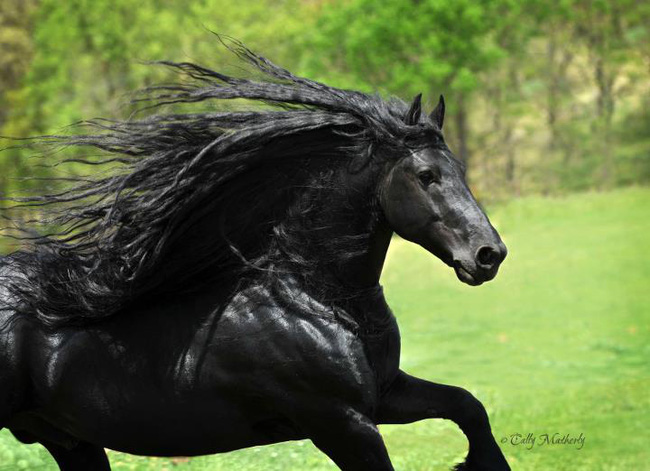 Gặp gỡ ngựa tóc dài đẹp trai lãng tử nhất thế giới - Ảnh 2.
