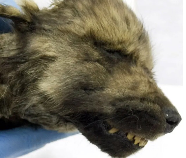 Đẹp độc lạ: Chó sói 18.000 năm được tìm thấy ở Siberia - Ảnh 2.