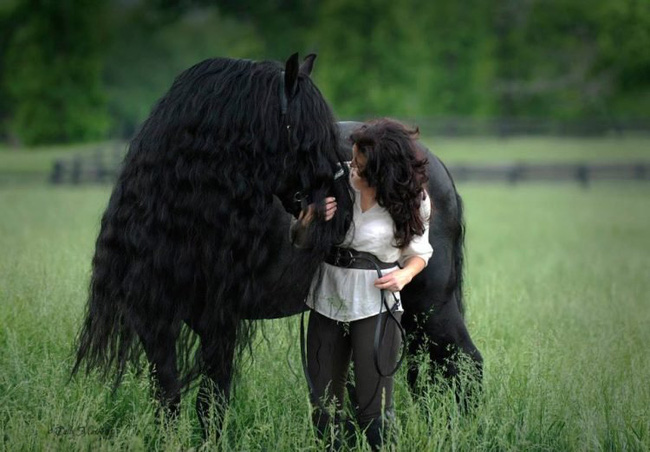 Gặp gỡ ngựa tóc dài đẹp trai lãng tử nhất thế giới - Ảnh 3.