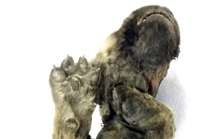 Đẹp độc lạ: Chó sói 18.000 năm được tìm thấy ở Siberia - Ảnh 3.