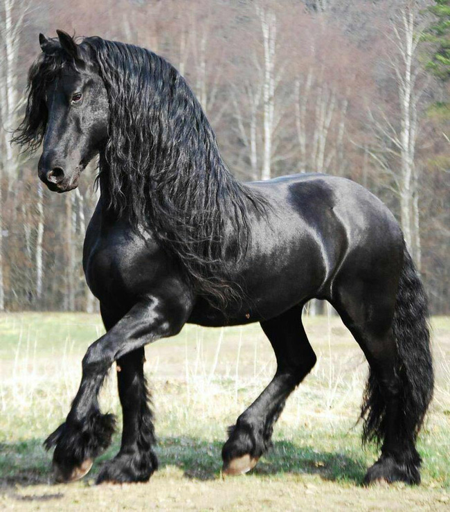 Gặp gỡ ngựa tóc dài đẹp trai lãng tử nhất thế giới - Ảnh 4.