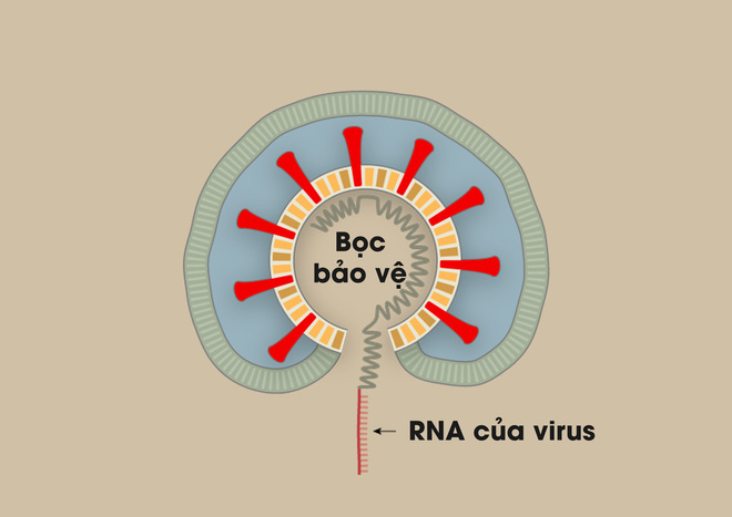Nhà văn khoa học mô tả tường tận quá trình virus corona lây nhiễm, tấn công người bệnh - Ảnh 6.