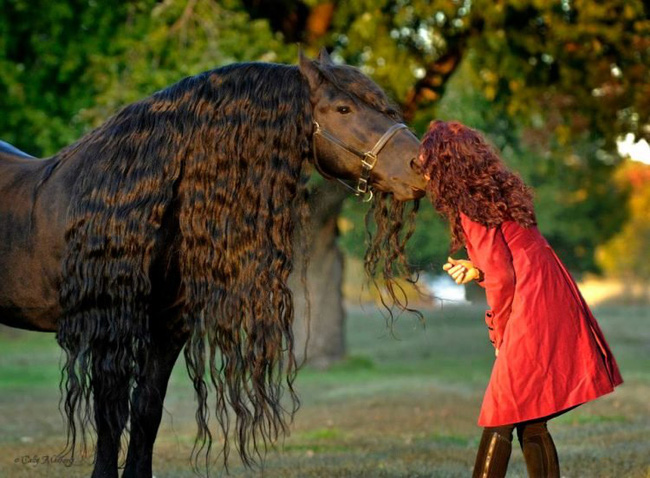Gặp gỡ ngựa tóc dài đẹp trai lãng tử nhất thế giới - Ảnh 7.