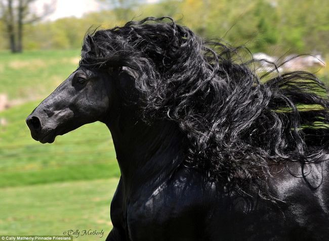 Gặp gỡ ngựa tóc dài đẹp trai lãng tử nhất thế giới - Ảnh 8.