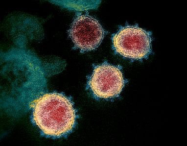 Khối cầu gai khuynh đảo thế giới: Thấy gì từ bức hình minh họa 3D nổi tiếng của virus SARS-CoV-2? - Ảnh 2.