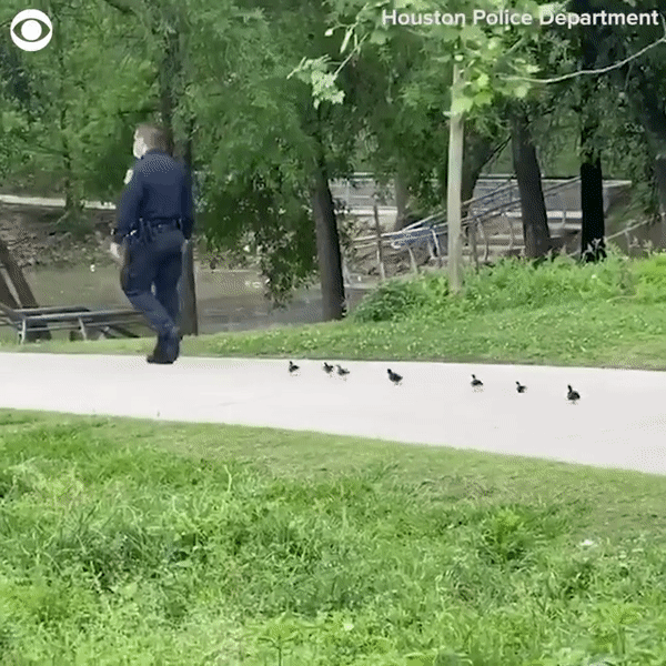 Cảnh sát lần lượt dẫn 2 đàn vịt con đi tìm mẹ quanh công viên, dân mạng hài hước bình luận: Không tìm được mẹ thì cả đàn cũng có bố rồi! - Ảnh 3.