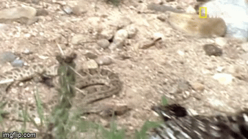 Video: Rắn hổ trâu ăn thịt đồng loại theo kiểu kinh dị, chim sát thủ bỏ mạng khi cố tình ăn thịt rắn đuôi chuông - Ảnh 2.
