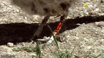 Video: Rắn hổ trâu ăn thịt đồng loại theo kiểu kinh dị, chim sát thủ bỏ mạng khi cố tình ăn thịt rắn đuôi chuông - Ảnh 4.