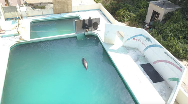 Cá heo cô đơn nhất hành tinh đã chết sau 2 năm bị bỏ rơi ở bể nước ma trong công viên hoang tàn khiến ai cũng xót xa - Ảnh 6.
