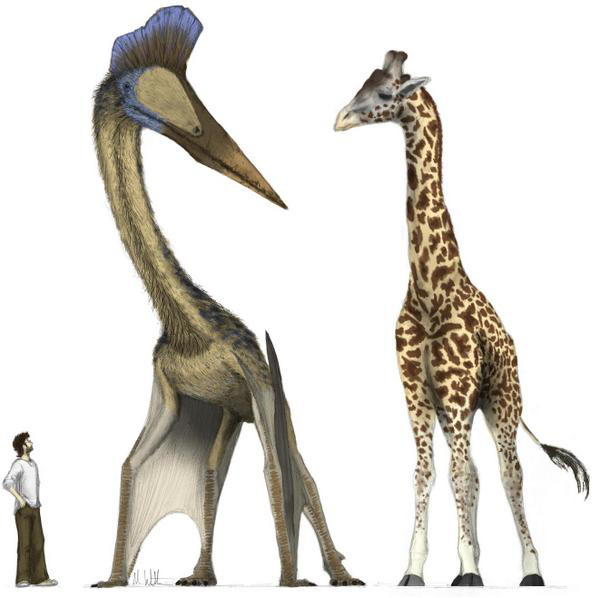 Top 10 sinh vật siêu khổng lồ thời tiền sử dễ bị nhầm thành khủng long - Ảnh 4.