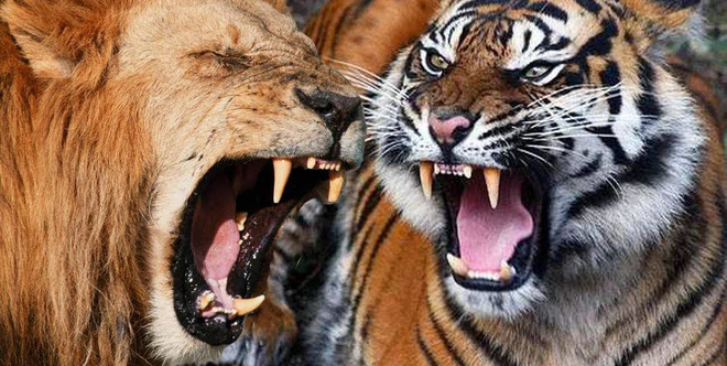 Lạc lõng giữa 5 con hổ, mãnh sư vẫn khiến đối thủ phải... im thin thít - Ảnh 1.