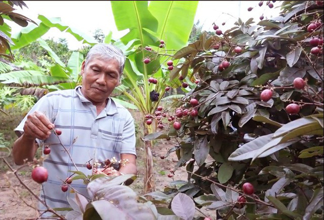 Nhãn tím chỉ có ở Việt Nam lại được săn lùng, giá cao ngất ngưởng - Ảnh 3.