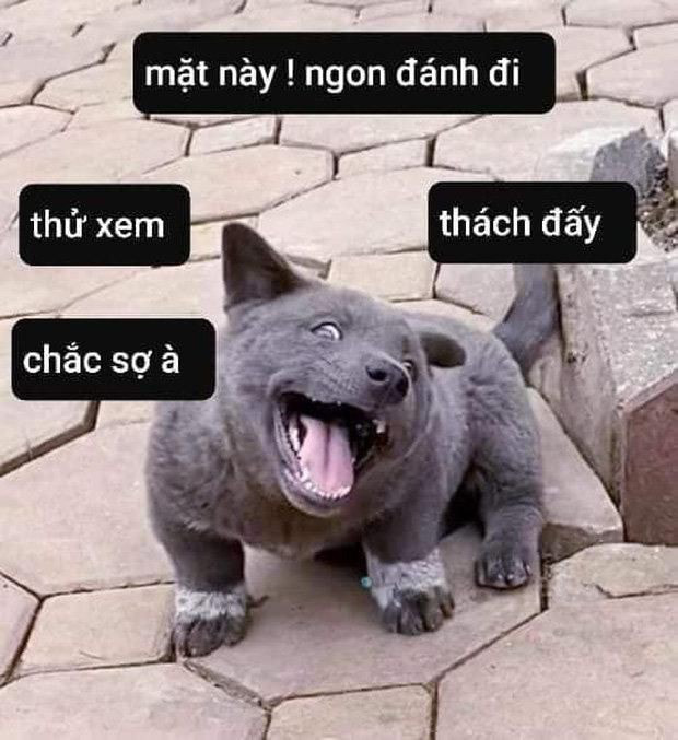 Dúi idol chính thức thành chú chó vàng trong làng phá hoại, cắn đứt dây sạc còn giả bộ ngơ ngác Gì? Ai biết đâu? - Ảnh 6.