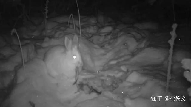 Trật tự tự nhiên sụp đổ? Camera hồng ngoại đã bí mật phát hiện ra rằng thỏ rừng đang ăn thịt - Ảnh 1.