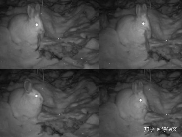 Trật tự tự nhiên sụp đổ? Camera hồng ngoại đã bí mật phát hiện ra rằng thỏ rừng đang ăn thịt - Ảnh 3.