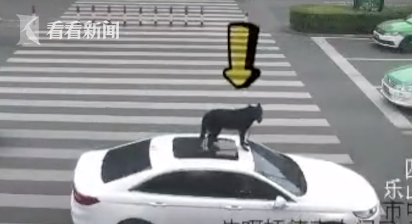 Người đi đường hoảng hồn khi chứng kiến chú chó đứng trên nóc xe hơi đang chạy, lời khai của người chủ khiến cảnh sát cũng không thể hiểu nổi - Ảnh 1.