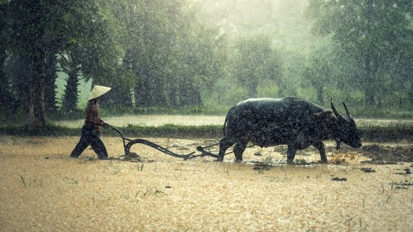 3 con tiểu yêu tìm cách hủy hoại người nông dân, chỉ 1 con thành công: Cách làm của nó cảnh tỉnh rất nhiều người! - Ảnh 2.