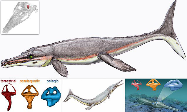 Giải mã quái vật hành tinh: Chúa tể biển cả kỷ Jura này là kẻ quái dị, có đặc điểm giống 3 loài - Ảnh 1.