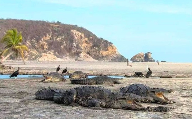 Mặt biển phát sáng sau 60 năm, cá sấu tràn lên bờ ở Mexico giữa lúc cả nước phong tỏa vì dịch Covid-19 - Ảnh 3.