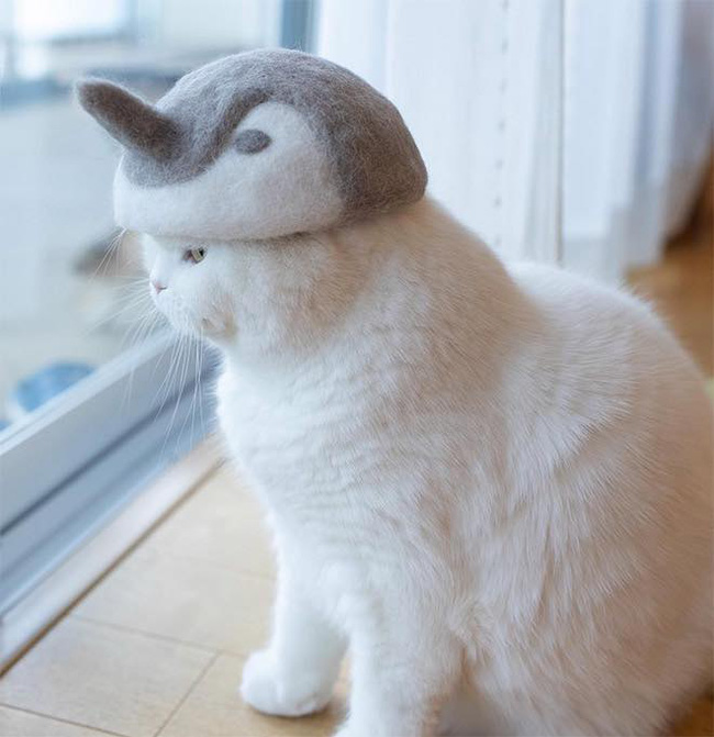 Khi tụi mèo được đội mũ làm từ lông của chính chúng