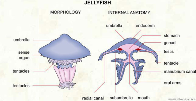 Top 6 điều thú vị về loài sứa, điều cuối sẽ khiến bạn bất ngờ đấy (P.1) - Ảnh 1.