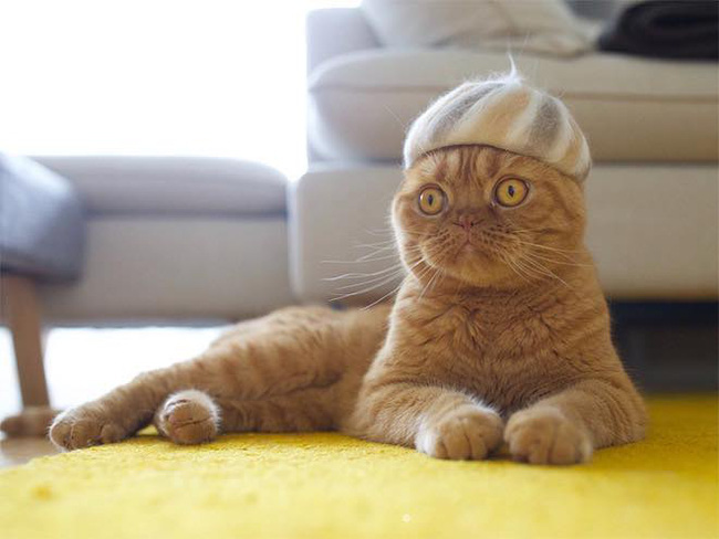 Khi tụi mèo được đội mũ làm từ lông của chính chúng - Ảnh 14.
