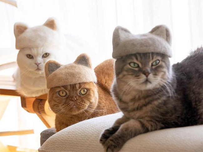 Khi tụi mèo được đội mũ làm từ lông của chính chúng - Ảnh 10.