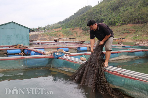 Nuôi thứ cá đặc sản trên vịnh Hạ Long Tây Bắc, lãi 300 triệu/năm - Ảnh 2.