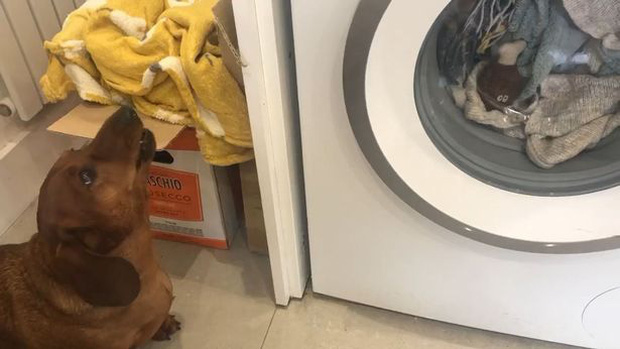 Đồ chơi yêu thích bị cho vào máy giặt quay mòng mòng, chú chó buồn bã đứng ngóng, than khóc suốt 1 giờ liền - Ảnh 1.