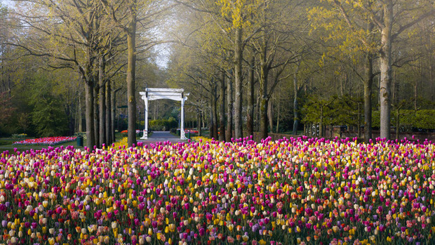 Vườn hoa đẹp nhất thế giới đóng cửa sau 71 năm, nhiếp ảnh gia tò mò muốn vào bên trong thì choáng ngợp với cảnh tượng trước mắt - Ảnh 15.