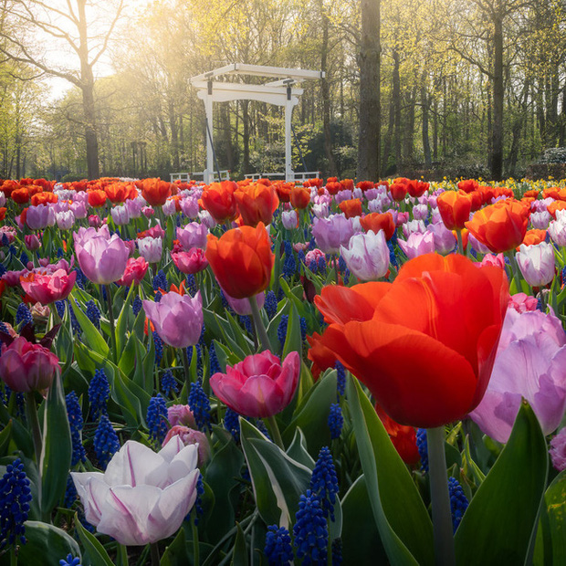 Vườn hoa đẹp nhất thế giới đóng cửa sau 71 năm, nhiếp ảnh gia tò mò muốn vào bên trong thì choáng ngợp với cảnh tượng trước mắt - Ảnh 7.
