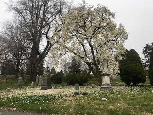Nhiều người New York tìm đến nghĩa trang để đi dạo, thư giãn trong mùa dịch - Ảnh 2.