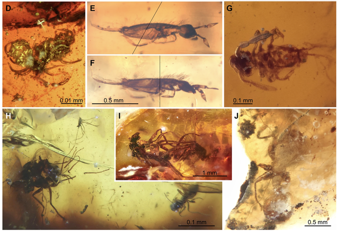 Hai cá thể ruồi đang quan hệ thì bị dính nhựa thông, mắc kẹt trong tư thế nhạy cảm suốt 41 triệu năm - Ảnh 1.