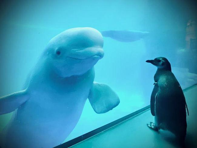 Cuộc gặp gỡ hiếm có khó tìm mà yêu không chịu nổi của đại diện Nam Cực và Bắc Cực: Chim cánh cụt đi lang thang trong thủy cung đóng cửa bắt gặp cá voi trắng - Ảnh 1.