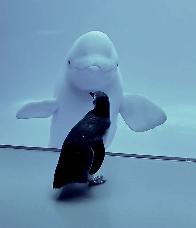 Cuộc gặp gỡ hiếm có khó tìm mà yêu không chịu nổi của đại diện Nam Cực và Bắc Cực: Chim cánh cụt đi lang thang trong thủy cung đóng cửa bắt gặp cá voi trắng - Ảnh 2.