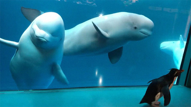 Cuộc gặp gỡ hiếm có khó tìm mà yêu không chịu nổi của đại diện Nam Cực và Bắc Cực: Chim cánh cụt đi lang thang trong thủy cung đóng cửa bắt gặp cá voi trắng - Ảnh 4.