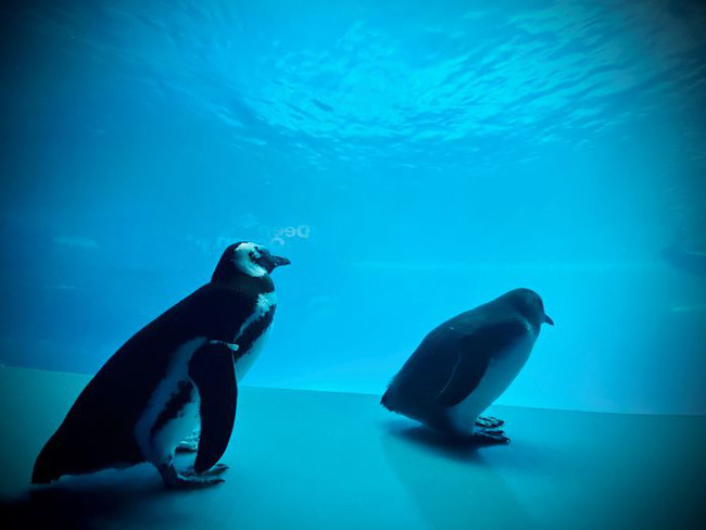 Cuộc gặp gỡ hiếm có khó tìm mà yêu không chịu nổi của đại diện Nam Cực và Bắc Cực: Chim cánh cụt đi lang thang trong thủy cung đóng cửa bắt gặp cá voi trắng - Ảnh 4.