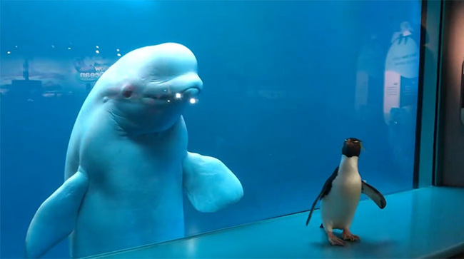 Cuộc gặp gỡ hiếm có khó tìm mà yêu không chịu nổi của đại diện Nam Cực và Bắc Cực: Chim cánh cụt đi lang thang trong thủy cung đóng cửa bắt gặp cá voi trắng - Ảnh 5.