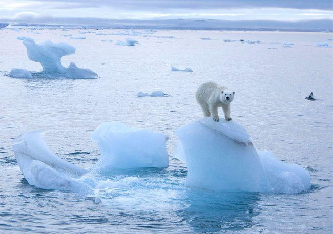 Gấu Bắc cực bơi lội siêu phàm, sao chúng lại có nguy cơ tuyệt chủng? - Ảnh 1.