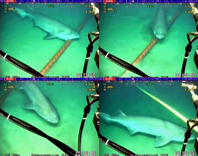 Lý do gì khiến cá mập thích cắn cáp quang biển? - Ảnh 1.