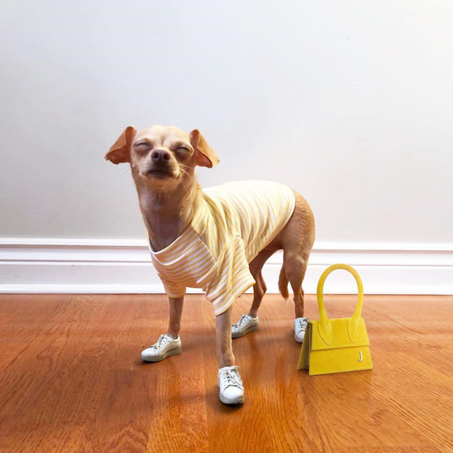 Gặp gỡ chú chó Chihuahua sành điệu nhất thế giới:  Diện đồ hiệu như fashionista thực thụ và có gần 100.000 người hâm mộ trên mạng xã hội - Ảnh 5.