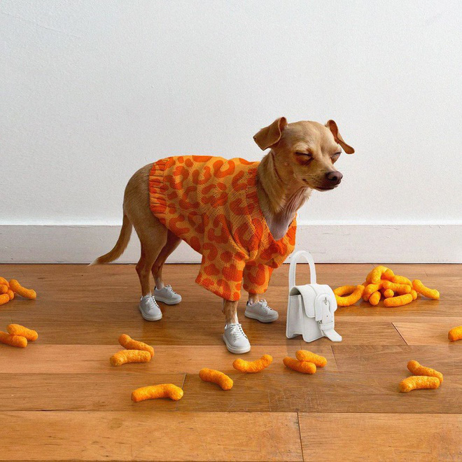 Gặp gỡ chú chó Chihuahua sành điệu nhất thế giới:  Diện đồ hiệu như fashionista thực thụ và có gần 100.000 người hâm mộ trên mạng xã hội - Ảnh 9.