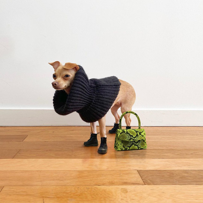 Gặp gỡ chú chó Chihuahua sành điệu nhất thế giới:  Diện đồ hiệu như fashionista thực thụ và có gần 100.000 người hâm mộ trên mạng xã hội - Ảnh 10.