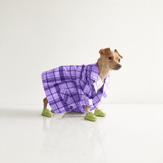 Gặp gỡ chú chó Chihuahua sành điệu nhất thế giới:  Diện đồ hiệu như fashionista thực thụ và có gần 100.000 người hâm mộ trên mạng xã hội - Ảnh 18.