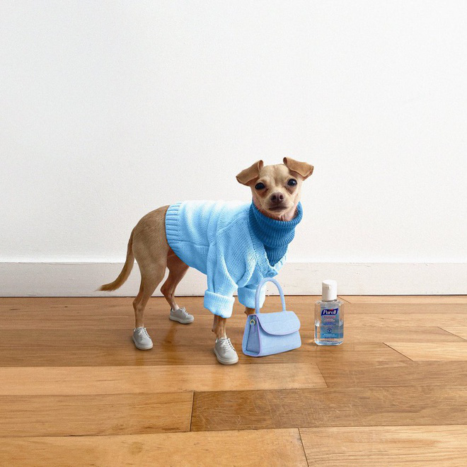 Gặp gỡ chú chó Chihuahua sành điệu nhất thế giới:  Diện đồ hiệu như fashionista thực thụ và có gần 100.000 người hâm mộ trên mạng xã hội - Ảnh 6.