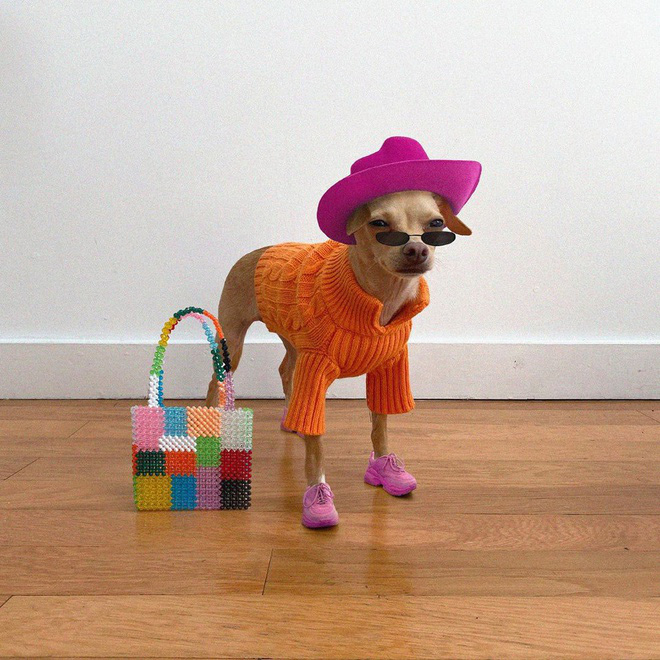 Gặp gỡ chú chó Chihuahua sành điệu nhất thế giới:  Diện đồ hiệu như fashionista thực thụ và có gần 100.000 người hâm mộ trên mạng xã hội - Ảnh 11.