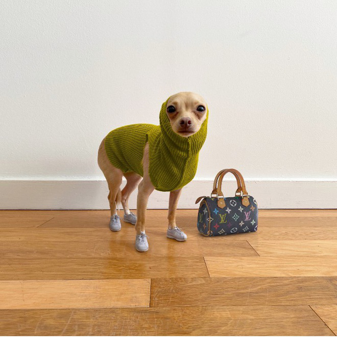 Gặp gỡ chú chó Chihuahua sành điệu nhất thế giới:  Diện đồ hiệu như fashionista thực thụ và có gần 100.000 người hâm mộ trên mạng xã hội - Ảnh 7.